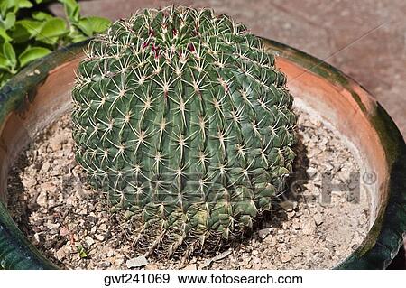 Stock Photo - Close-up of a potted plant, Oaxaca Institute Of Graphic Arts, Oaxaca, Oaxaca State, Mexico. Fotosearch