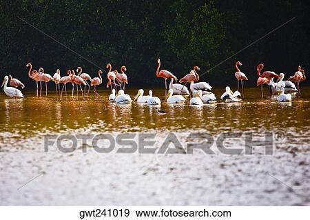 Stock Photo - Flock of Ria De Celestun birds in water, Yucatan, Mexico. Fotosearch