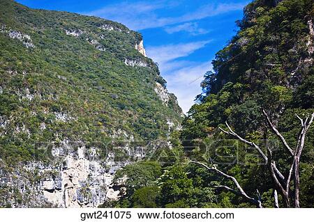 Trees on mountains, Sumidero Canyon, Chiapas, Mexico View Large Photo Image Stock Photography - Trees on mountains, Sumidero Canyon, Chiapas, Mexico. Fotosearch