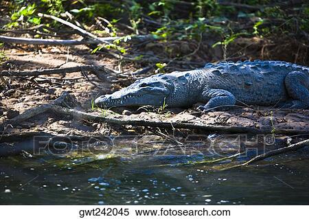 Crocodile in a forest, Sumidero Canyon, Chiapas, Mexico View Large Photo Image Stock Photography - Crocodile in a forest, Sumidero Canyon, Chiapas, Mexico. Fotosearch