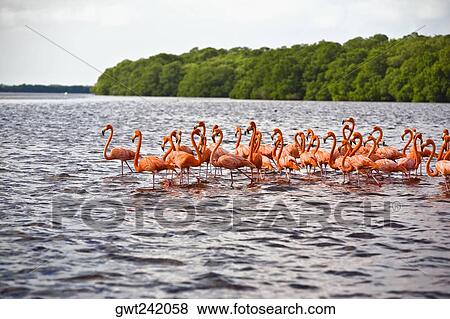 Stock Photo - Flock of Ria De Celestun birds in water, Yucatan, Mexico. Fotosearch