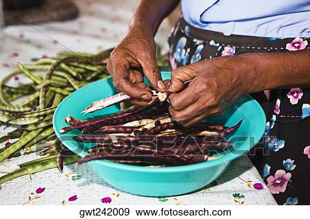 Stock Photo - Mid section view of a woman's hand podding dried beans, Hidalgo, Papantla, Veracruz, Mexico. Fotosearch
