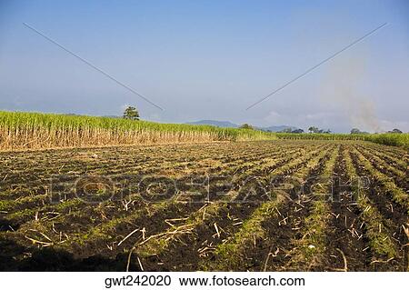 Panoramic view of a plowed field, Tamasopo, San Luis Potosi, Mexico View Large Photo Image Stock Image - Panoramic view of a plowed field, Tamasopo, San Luis Potosi, Mexico. Fotosearch