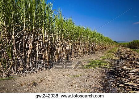 Stock Photo - Sugar cane crop in a field, Tamasopo, San Luis Potosi, Mexico. Fotosearch