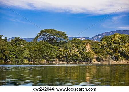 Trees near a canyon, Sumidero Canyon, Chiapas, Mexico View Large Photo Image Picture - Trees near a canyon, Sumidero Canyon, Chiapas, Mexico. Fotosearch