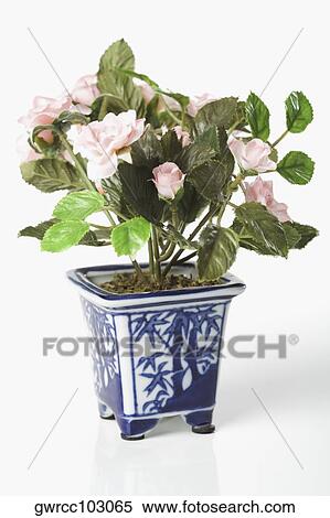 Close-up of a potted plant View Large Photo Image Stock Photography - Close-up of a potted plant. Fotosearch