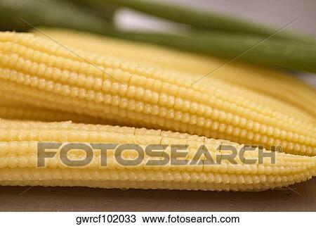 Close-up of corn cobs View Large Photo Image Stock Image - Close-up of corn cobs. Fotosearch