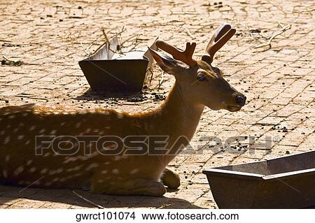 Close-up of a deer sitting near a trough, HohHot, Inner Mongolia, China View Large Photo Image Picture - Close-up of a deer sitting near a trough, HohHot, Inner Mongolia, China. Fotosearch