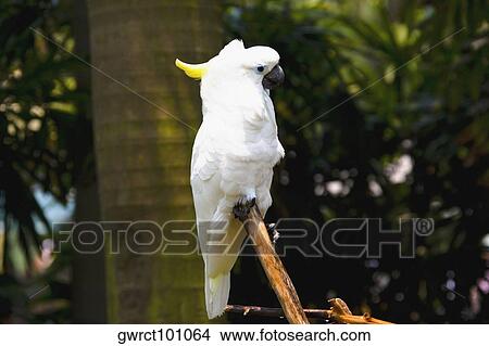 Close-up of a Sulphur-crested Cockatoo (Cacatua galerita) perching on a wooden post, Xiangjiang Safari Park, Guangzhou, Guangdong Province, China View Large Photo Image Picture - Close-up of a Sulphur-crested Cockatoo (Cacatua galerita) perching on a wooden post, Xiangjiang Safari Park, Guangzhou, Guangdong Province, China. Fotosearch