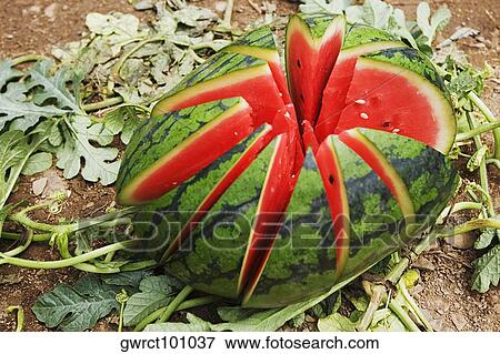 Close-up of a watermelon, Zhigou, Shandong Province, China View Large Photo Image Stock Photo - Close-up of a watermelon, Zhigou, Shandong Province, China. Fotosearch