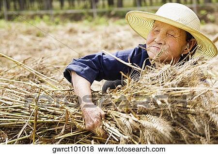 Farmer collecting bundles of wheat stalk, Zhigou, Shandong Province, China View Large Photo Image Stock Photo - Farmer collecting bundles of wheat stalk, Zhigou, Shandong Province, China. Fotosearch