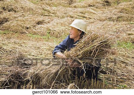 Farmer collecting bundles of wheat stalk in a field, Zhigou, Shandong Province, China View Large Photo Image Stock Photograph - Farmer collecting bundles of wheat stalk in a field, Zhigou, Shandong Province, China. Fotosearch