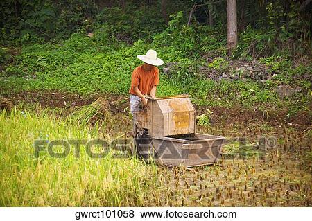 Farmer working in a rice paddy field, Yangshuo, Guangxi Province, China View Large Photo Image Stock Photo - Farmer working in a rice paddy field, Yangshuo, Guangxi Province, China. Fotosearch