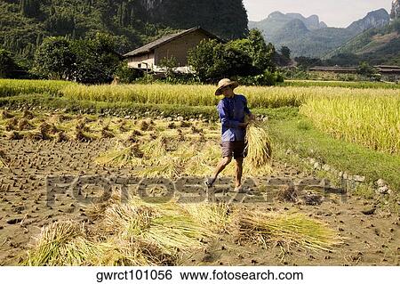 Farmer working in a rice paddy field, Xingping, Yangshuo, Guangxi Province, China View Large Photo Image Stock Photograph - Farmer working in a rice paddy field, Xingping, Yangshuo, Guangxi Province, China. Fotosearch