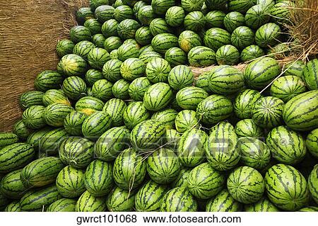 Heap of watermelons, Zhigou, Shandong Province, China View Large Photo Image Stock Photo - Heap of watermelons, Zhigou, Shandong Province, China. Fotosearch