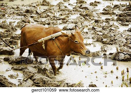 High angle view of a bull ploughing, Yangshuo, Guangxi Province, China View Large Photo Image Stock Photo - High angle view of a bull ploughing, Yangshuo, Guangxi Province, China. Fotosearch