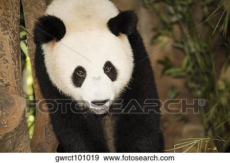 High angle view of a panda, Xiangjiang Safari Park, Guangzhou, Guangdong Province, China View Large Photo Image Stock Photo - High angle view of a panda, Xiangjiang Safari Park, Guangzhou, Guangdong Province, China. Fotosearch