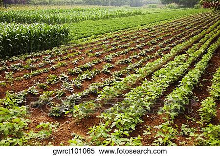 Stock Photography - Potato crop in a field, Zhigou, Shandong Province, China. Fotosearch