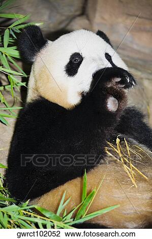 Close-up of a panda, Xiangjiang Safari Park, Guangzhou, Guangdong Province, China View Large Photo Image Stock Image - Close-up of a panda, Xiangjiang Safari Park, Guangzhou, Guangdong Province, China. Fotosearch