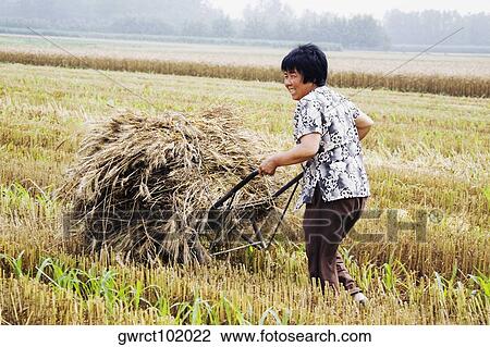 Farmer carrying bundles of wheat stalk on a wheelbarrow, Zhigou, Shandong Province, China View Large Photo Image Stock Image - Farmer carrying bundles of wheat stalk on a wheelbarrow, Zhigou, Shandong Province, China. Fotosearch