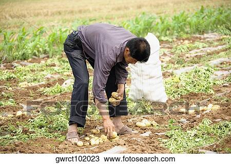 Farmer picking potatoes in a field, Zhigou, Shandong Province, China View Large Photo Image Stock Image - Farmer picking potatoes in a field, Zhigou, Shandong Province, China. Fotosearch