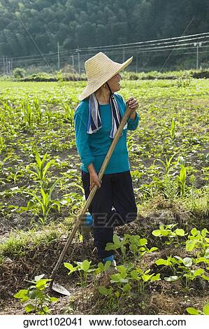 Stock Image - Farmer standing in a field, Emerald Valley, Huangshan, Anhui Province, China. Fotosearch