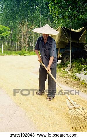 Farmer turning grain in a field, Zhigou, Shandong Province, China View Large Photo Image Stock Image - Farmer turning grain in a field, Zhigou, Shandong Province, China. Fotosearch