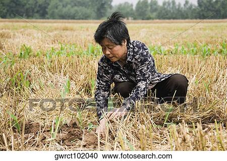 Farmer working in a field, Zhigou, Shandong Province, China View Large Photo Image Stock Image - Farmer working in a field, Zhigou, Shandong Province, China. Fotosearch