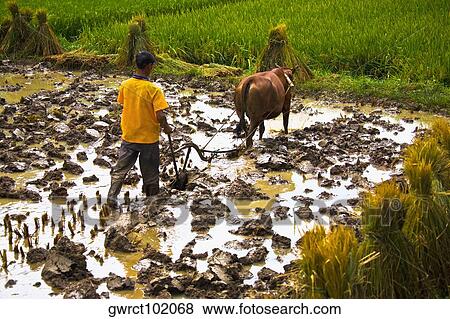 Stock Photo - High angle view of a farmer ploughing, Yangshuo, Guangxi Province, China. Fotosearch