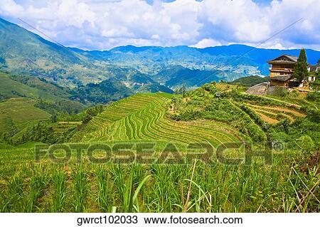 High angle view of terraced fields, Jinkeng Terraced Field, Guangxi Province, China View Large Photo Image Stock Image - High angle view of terraced fields, Jinkeng Terraced Field, Guangxi Province, China. Fotosearch
