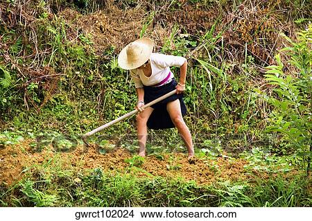 Picture - Mature woman digging a field, Jinkeng Terraced Field, Guangxi Province, China. Fotosearch