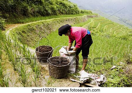 Side profile of a mature woman working in a field, Jinkeng Terraced Field, Guangxi Province, China View Large Photo Image Stock Image - Side profile of a mature woman working in a field, Jinkeng Terraced Field, Guangxi Province, China. Fotosearch
