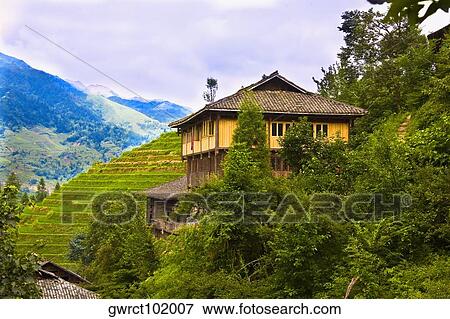 Stock Photo - Trees in front of a house, Jinkeng Terraced Field, Guangxi Province, China. Fotosearch