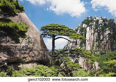 Trees on a mountain, Huangshan Mountains, Anhui Province, China View Large Photo Image Stock Image - Trees on a mountain, Huangshan Mountains, Anhui Province, China. Fotosearch