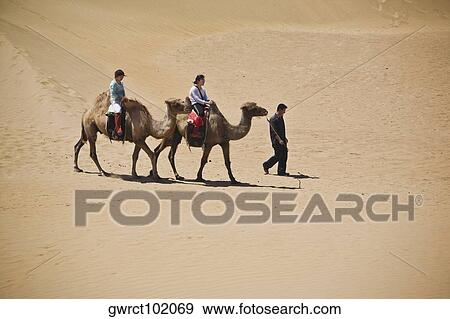 Two people riding camels in a desert, Kubuqi Desert, Inner Mongolia, China View Large Photo Image Stock Photo - Two people riding camels in a desert, Kubuqi Desert, Inner Mongolia, China. Fotosearch