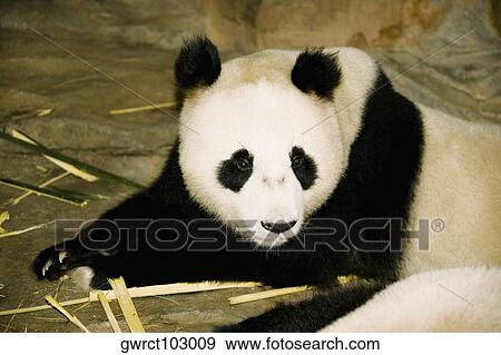 Close-up of a panda sitting in a zoo, Xiangjiang Safari Park, Guangzhou, Guangdong Province, China View Large Photo Image Stock Photo - Close-up of a panda sitting in a zoo, Xiangjiang Safari Park, Guangzhou, Guangdong Province, China. Fotosearch