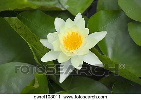 Close-up of a water lily, Xidi, Anhui Province, China View Large Photo Image Stock Image - Close-up of a water lily, Xidi, Anhui Province, China. Fotosearch