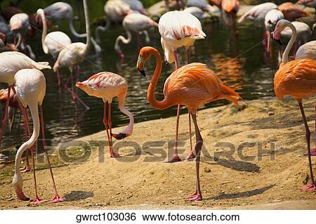 Stock Photograph - Flamingoes at a riverside, Xiangjiang Safari Park, Guangzhou, Guangdong Province, China. Fotosearch
