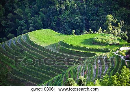 High angle view of terraced rice fields, Jinkeng Terraced Field, Guangxi Province, China View Large Photo Image Stock Image - High angle view of terraced rice fields, Jinkeng Terraced Field, Guangxi Province, China. Fotosearch