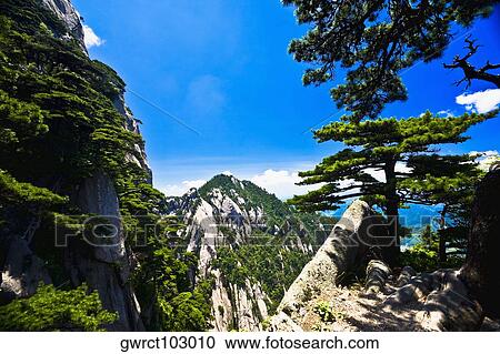 Trees on a mountain, Huangshan Mountains, Anhui Province, China View Large Photo Image Stock Image - Trees on a mountain, Huangshan Mountains, Anhui Province, China. Fotosearch