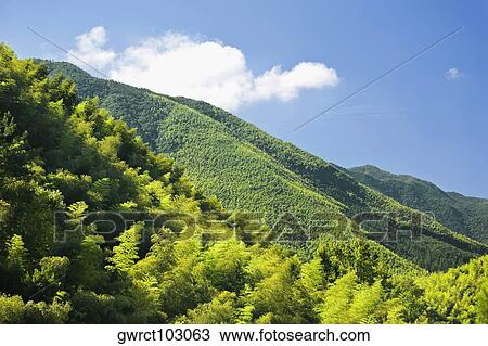 Trees on the hillside, Emerald Valley, Huangshan, Anhui Province, China View Large Photo Image Stock Image - Trees on the hillside, Emerald Valley, Huangshan, Anhui Province, China. Fotosearch