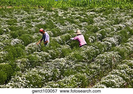 Stock Photo - Two farm workers working in flower field, Xidi, Anhui Province, China. Fotosearch