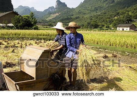 Two farmers working in a rice paddy field, Xingping, Yangshuo, Guangxi Province, China View Large Photo Image Stock Image - Two farmers working in a rice paddy field, Xingping, Yangshuo, Guangxi Province, China. Fotosearch