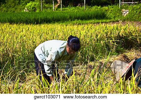 Two farmers working in a rice paddy field, Xingping, Yangshuo, Guangxi Province, China View Large Photo Image Stock Image - Two farmers working in a rice paddy field, Xingping, Yangshuo, Guangxi Province, China. Fotosearch