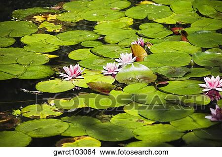 Picture - Water lilies with lily pads in a pond, Emerald Valley, Huangshan, Anhui Province, China. Fotosearch