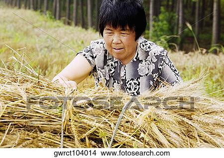 Farmer collecting bundles of wheat stalk in a field, Zhigou, Shandong Province, China View Large Photo Image Picture - Farmer collecting bundles of wheat stalk in a field, Zhigou, Shandong Province, China. Fotosearch