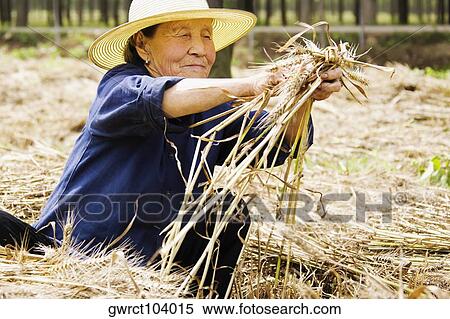 Stock Photography - Farmer collecting bundles of wheat stalk in a field, Zhigou, Shandong Province, China. Fotosearch
