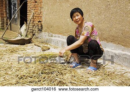 Stock Photograph - Mature woman extracting grain from rice paddy, Zhigou, Shandong Province, China. Fotosearch
