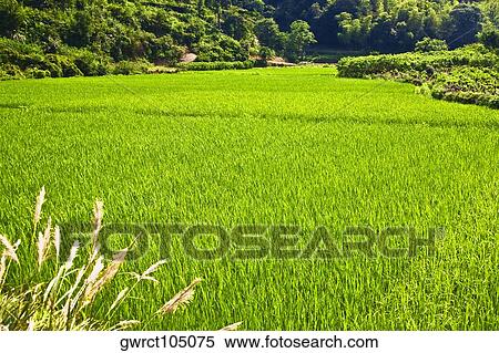 Stock Photography - Crop in a field, Xidi, Anhui Province, China. Fotosearch