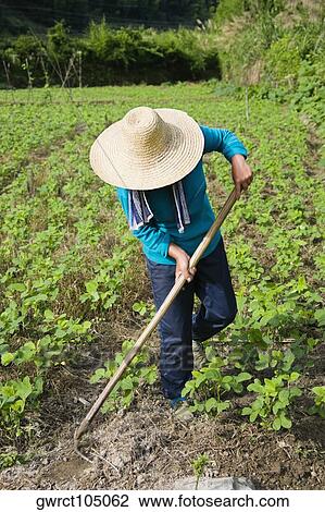 Farmer working in a field, Emerald Valley, Huangshan, Anhui Province, China View Large Photo Image Stock Image - Farmer working in a field, Emerald Valley, Huangshan, Anhui Province, China. Fotosearch
